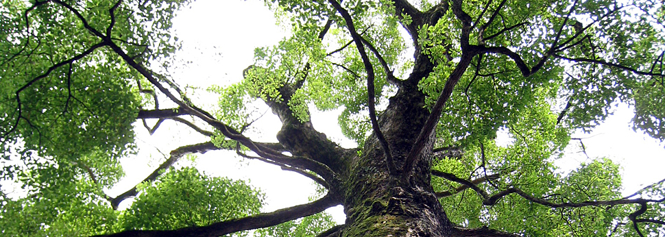 和幸保険株式会社