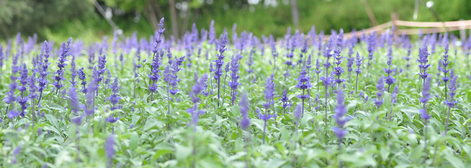 和幸保険株式会社